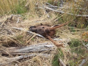 WolfCreekRd.elk.2 Wolf Creek dead elk image 2