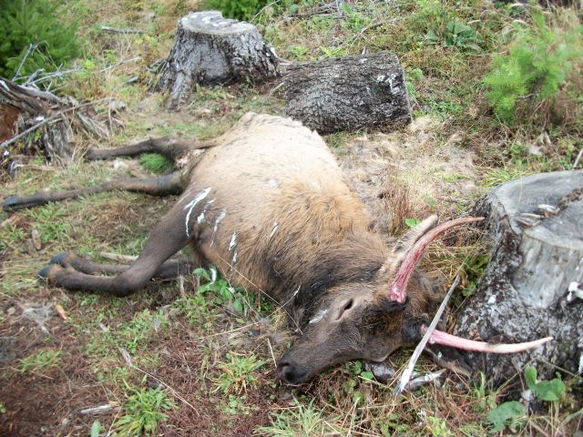 elk kill