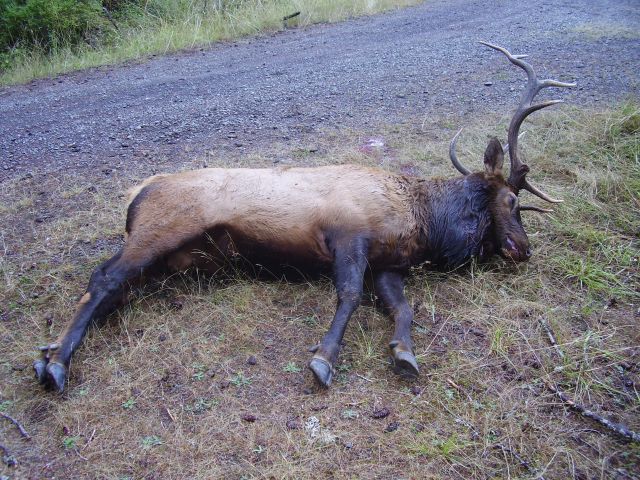 elk kill