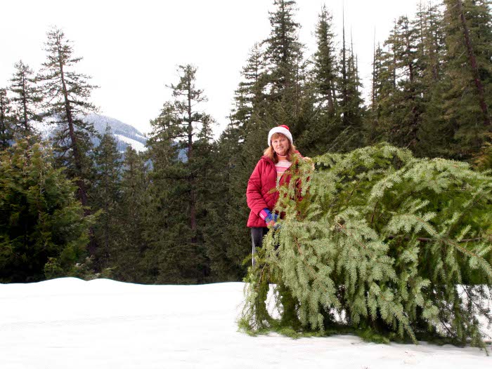 Christmas tree hunting on the Willamette National Forest