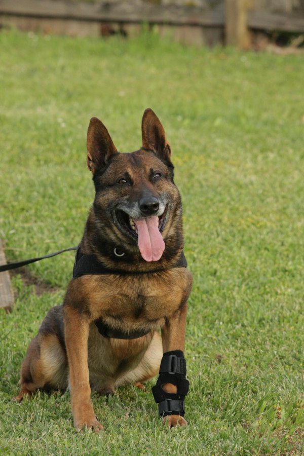 Renzo recovering from an injured leg