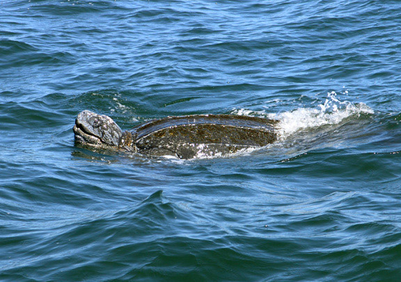 Leatherback photo by David Wimpfheimer.