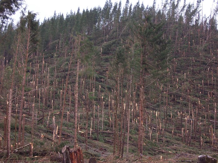 2007 Storm Damage to forests