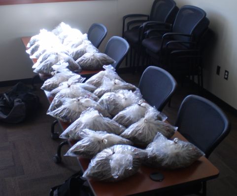 125 lbs of seized marijuana