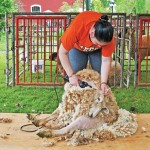 28th Annual Sheep to Shawl Family Fun Festival!