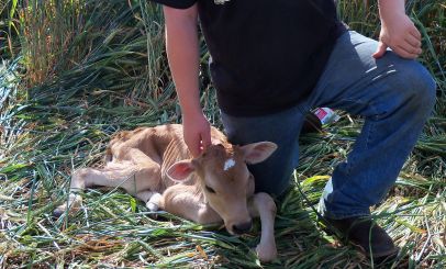 A baby calf named Big Mac