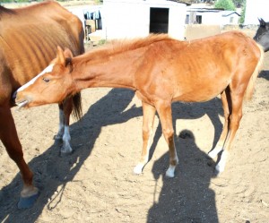 Foal Foal