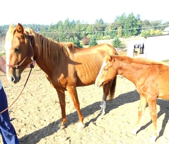 Mare & Foal