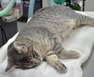 "Keyes," a 4-month-old male grey and white striped tabby