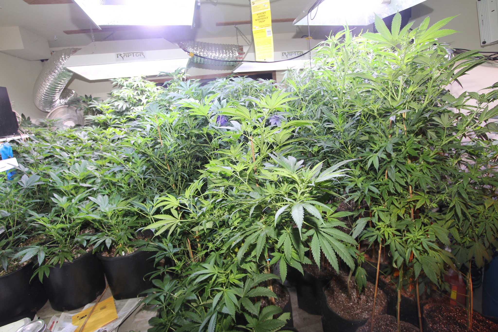 Clackamas Marijuana Grow operation