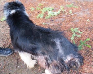 Sammy 2