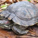 Red-eared sliders are illegal to buy, sell or possess in Oregon. ODFW photo.